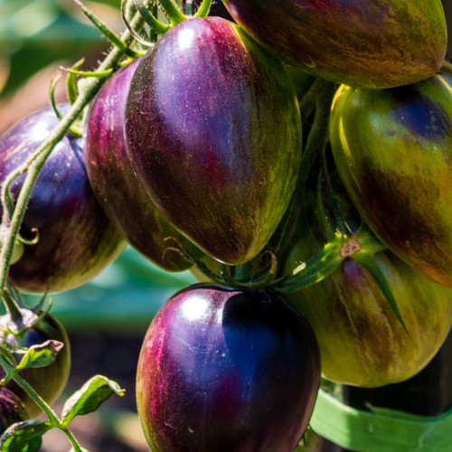Brad atomic grape tomato - atomic,